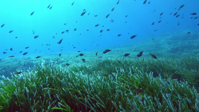 Underwater landscape - Little reef fish over a Posidonia seaweed seabed