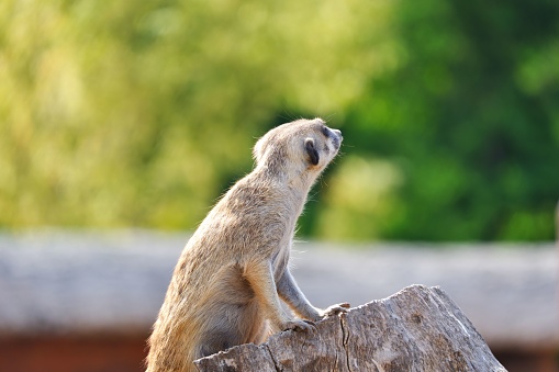 Meerkat standing on log watching around outdoor