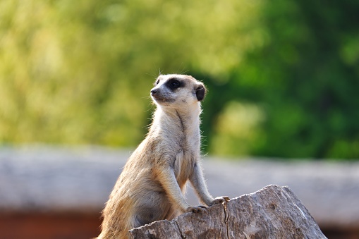Meerkat standing on tree trunk and watching around outdoor