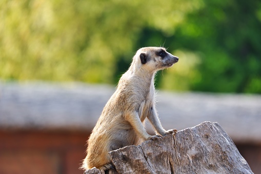 Meerkat standing on tree trunk and watching around outdoor