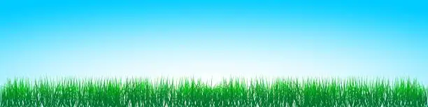 Vector illustration of Green gras, Blue Sky vector.