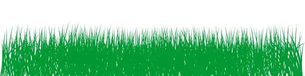 Vector illustration of Green grass vector on isolated white background.