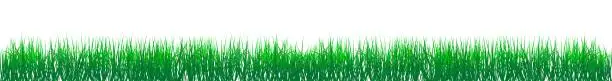 Vector illustration of Green gras vector on isolated white background.