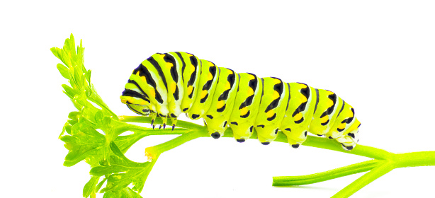 Papilio polyxenes - the black, American, or parsnip swallowtail butterfly caterpillar isolated on white background side profile view on parsley - Petroselinum crispum - a preferred larval food source