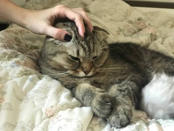 istock Scottish fold and Scottish straight kittens 1488194778