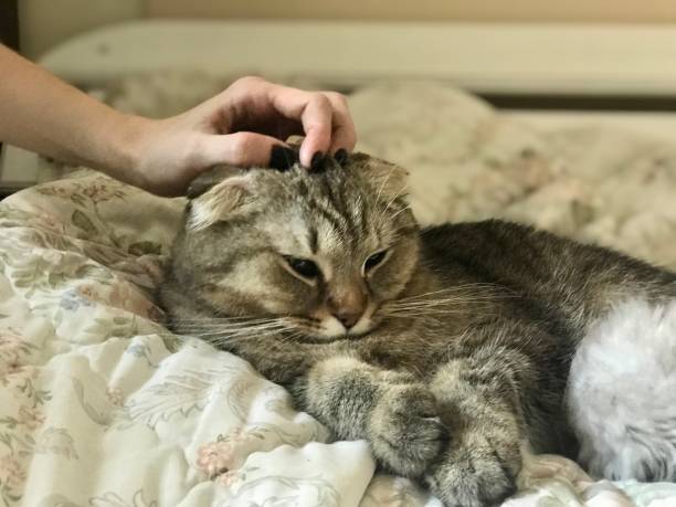 istock Scottish fold and Scottish straight kittens 1488194789
