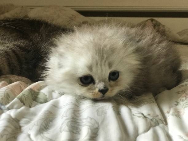istock Scottish fold and Scottish straight kittens 1488194796