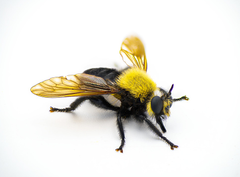 Macro Honey bee bum after sting deployed