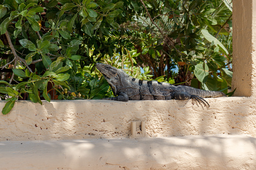 Mexican iguana on concrete wall. Black Spiny-tailed Iguana. Wildlife on Holbox Mexico.
