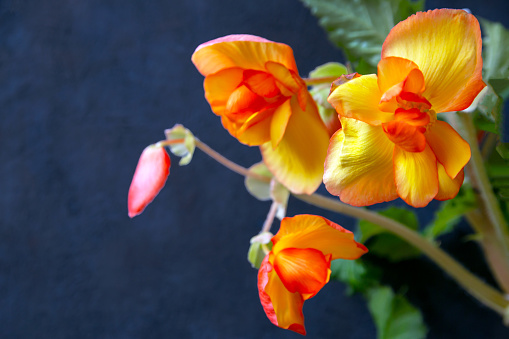 Gorgeous yellow-orange tuberose begonia flowers. Houseplant, hobby, floriculture.