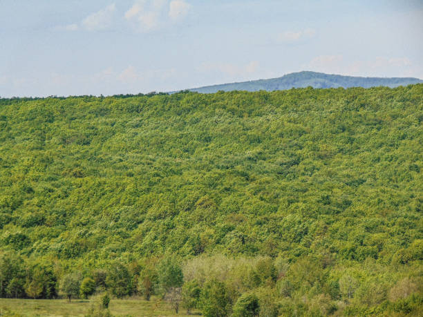 istock Green forest in May in Maramures county, Romania 1488197590