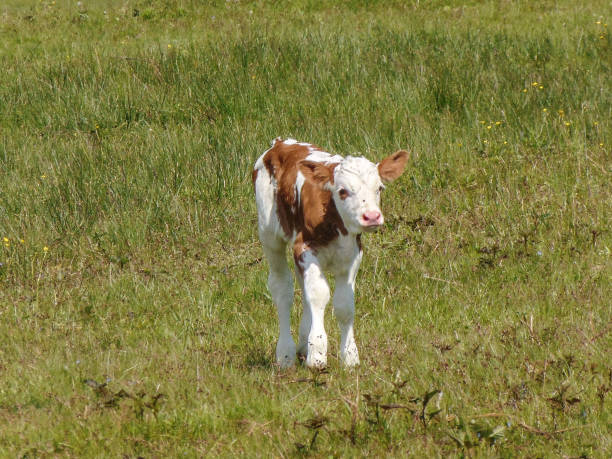istock Calf in the field in spring in Romania 1488197594