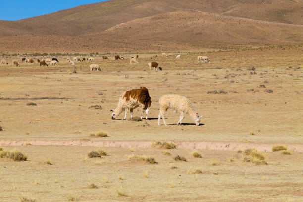 istock Bolivian llama breeding,Bolivia 1488199534