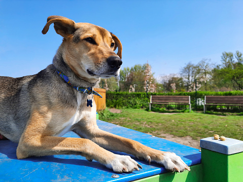 Brown-gray dog is resting with its paws outstretched in park. City pets. Animal rights. Template for article, website, blog, ad.