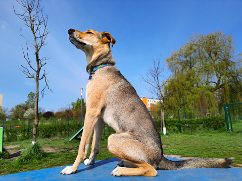 Young thin brown mongrel sits on podium in dog park on summer sunny day. City pets. Animal rights. Template for article, website, blog, advert.