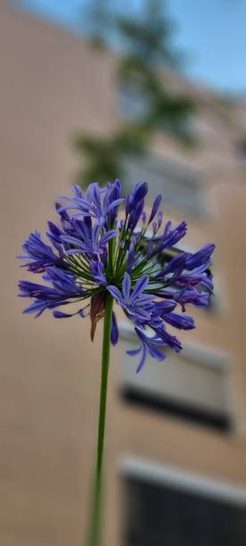 istock A beautiful purple flower on Madeira Island ... 1488204779