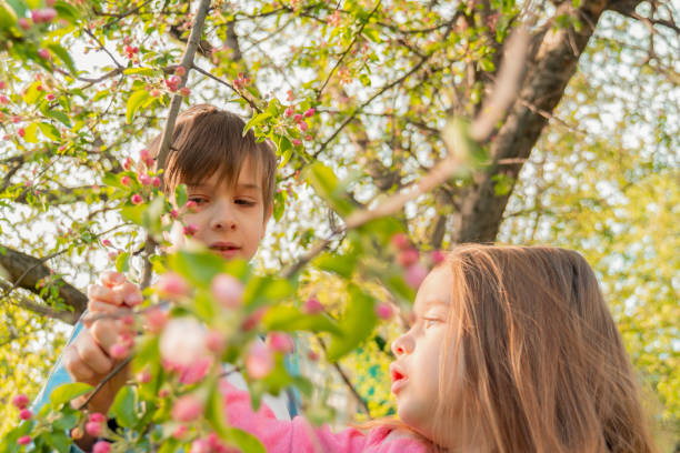 Adorable boy and girl touching blooming branches with pink flowers of apple tree in garden