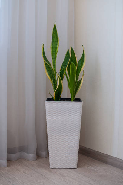 istock Sansevieria in a white flower pot stands on the floor 1488206129