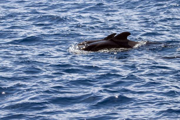 istock Female short-finned pilot whale, Globicephala macrorhynchus, with a calf 1488206829
