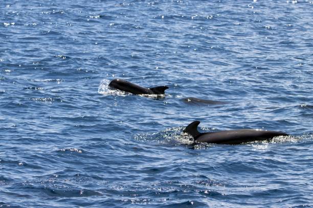 istock Female short-finned pilot whale, Globicephala macrorhynchus, with a calf 1488206837