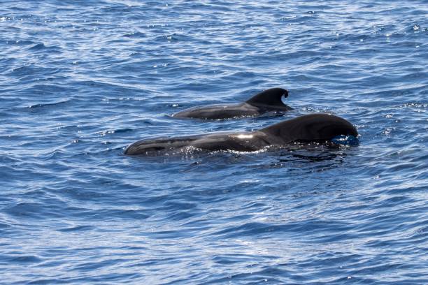 istock Female short-finned pilot whale, Globicephala macrorhynchus, with a calf 1488206840