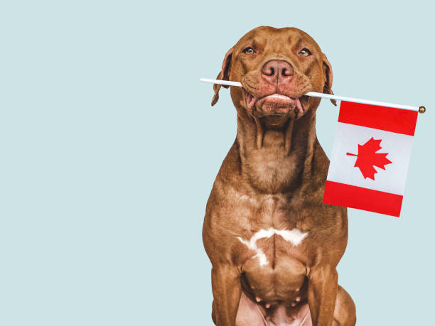 istock Charming, lovable brown puppy and Canadian flag 1488207022