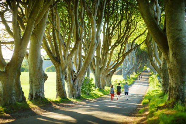 The Dark Hedges, an avenue of beech trees along Bregagh Road in County Antrim, Northern Ireland The Dark Hedges, an avenue of beech trees along Bregagh Road in County Antrim. Atmospheric tree tunnel has been used as filming location in popular tv series. Tourist attractions in Northern Ireland. television show stock pictures, royalty-free photos & images