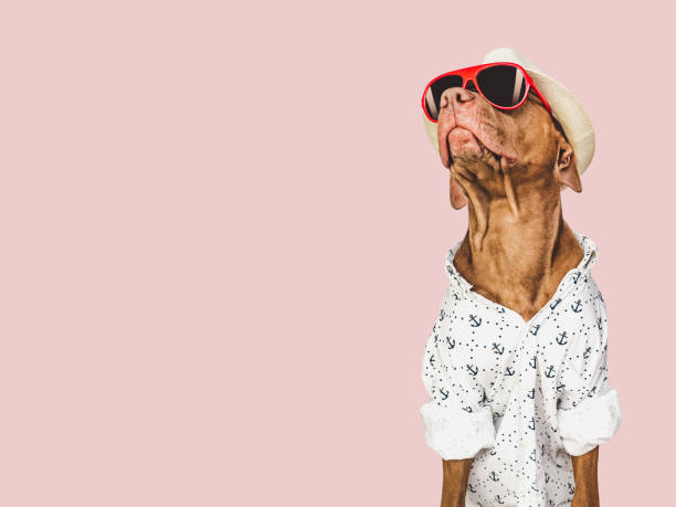 istock Lovable, pretty brown puppy and red sunglasses 1488207942