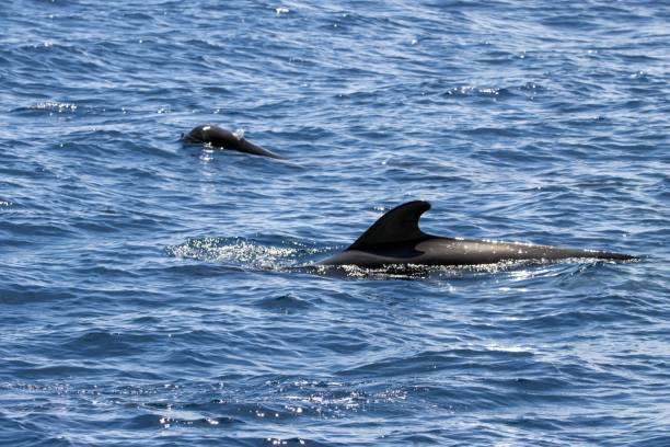 istock Female short-finned pilot whale, Globicephala macrorhynchus, with a calf 1488208981