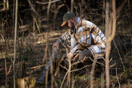 A man sawing a fallen tree in the woods to get firewood