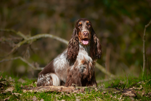 English Cocker Spaniel