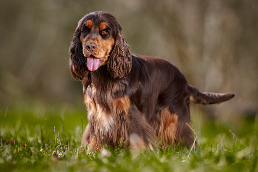 A brown and white king charles spaniel sat in a garden looking at the camera