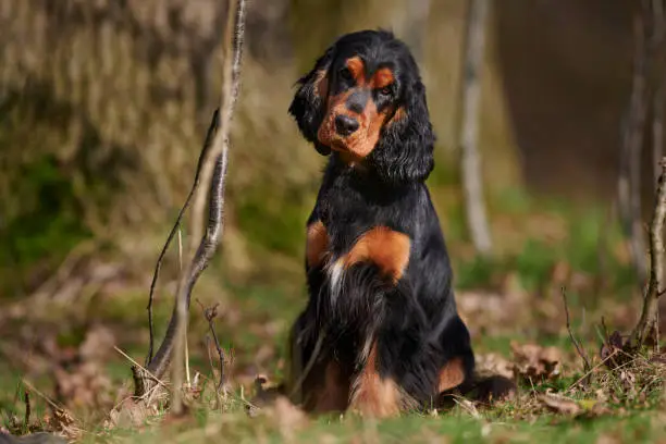 English Cocker Spaniel