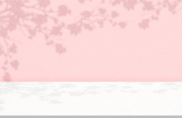 Concrete Wall Texture with Cherry Blossom Shadow,Pink Cement with Sakura branches shadow overlay on floor Background.Empty Studio background with copy space,Backdrop for Cosmetic Product Display