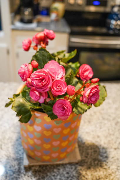 Pink Begonia potted plant in a flower pot with pictures of candy Valentine hearts.