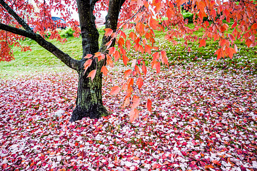 Red Sugar Maple leaves hang low on a maple tree branch during Autumn in Ohio, USA.  Focus on Foreground.