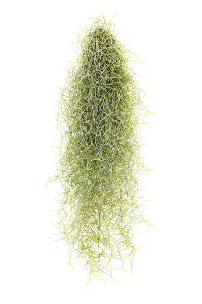 Spanish Moss isolated on white background, Tillandsia usneoides Spanish Moss isolated on white background, Tillandsia usneoides hanging moss stock pictures, royalty-free photos & images