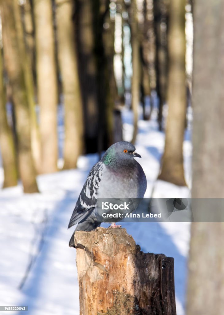 Close-up of a charming and cute pigeon. Close-up of a charming and cute pigeon. A bird sits on a stump and poses Animal Stock Photo