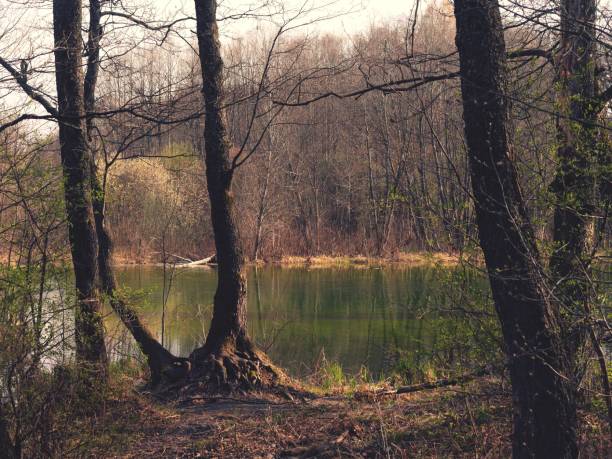 istock Forest near the lake 1488220154
