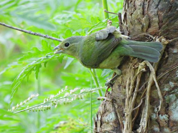 istock Painted Bunting (Passerina ciris) - female perched on a plant stem eating seeds 1488221600