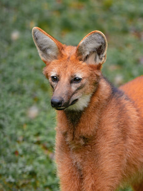 istock portrait maned wolf in the wild 1488222367