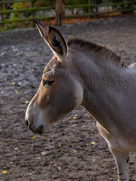 donkey portrait in the farm