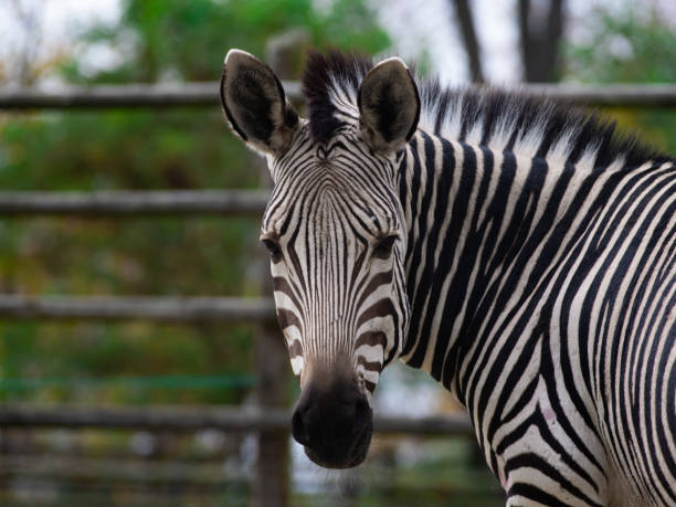 istock beautiful zebra portrait outdoors in the zoo 1488222658