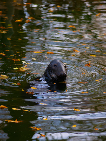 beautiful fur seal that emerged from under the water