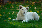 beautiful portrait of a small white lion lying on the green grass in autumn