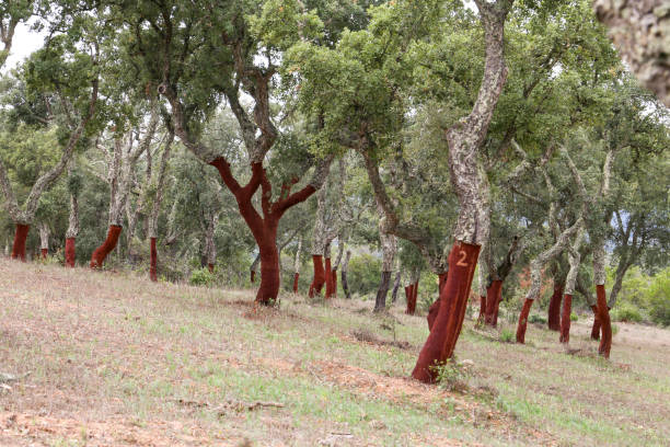 istock Cork oaks with bare trunks in Portugal 1488224116