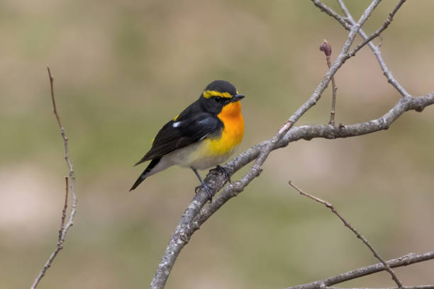 istock Male Narcissus Flycatcher singing in a springtime forest. 1488226170