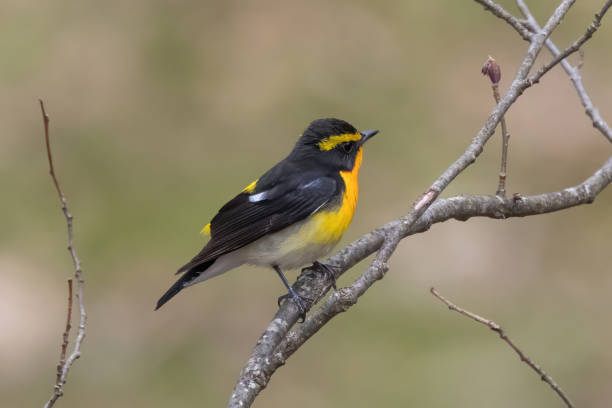 istock Male Narcissus Flycatcher singing in a springtime forest. 1488226178