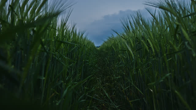 Walking Through a Path in Green Wheat Fields Before the Storm