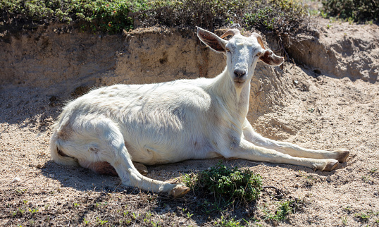 White goat lays on ground looking at camera after pasture. Domestic horned mammal, outdoors rural enviroment, sunny day at Cyclades island, Greece.